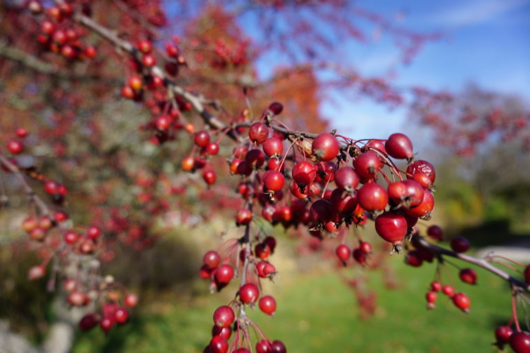 landscape photography red berries